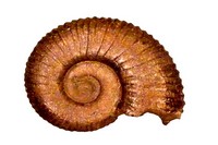 Acanthoplites nolani